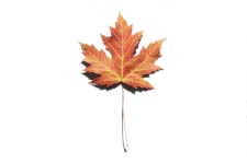 pexels-maple-leaf.-225w pexels-maple-leaf.-225w